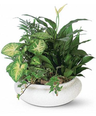 GREEN PLANTS DISHGARDEN FOR HOME OR SERVICE