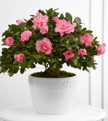 The Vibrant Sympathy™ Planter