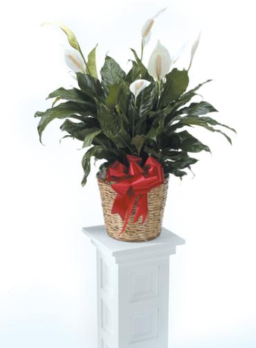 Peace Lily 8-10\" Basket and Bow