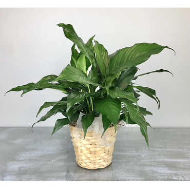 PEACE LILY PLANT MEDIUM 6\" IN BASKET