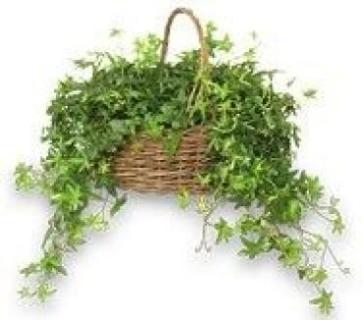 DOUBLE IVY BASKET FOR SYMPATHY