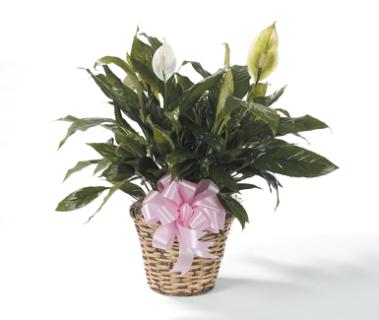 Medium Size Peace Lily In Basket With Bow